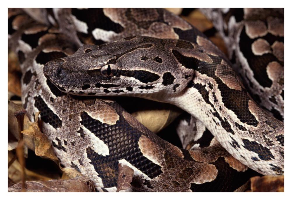 Madagascar Ground Boa Madagascar-Paper Art-38"x26"