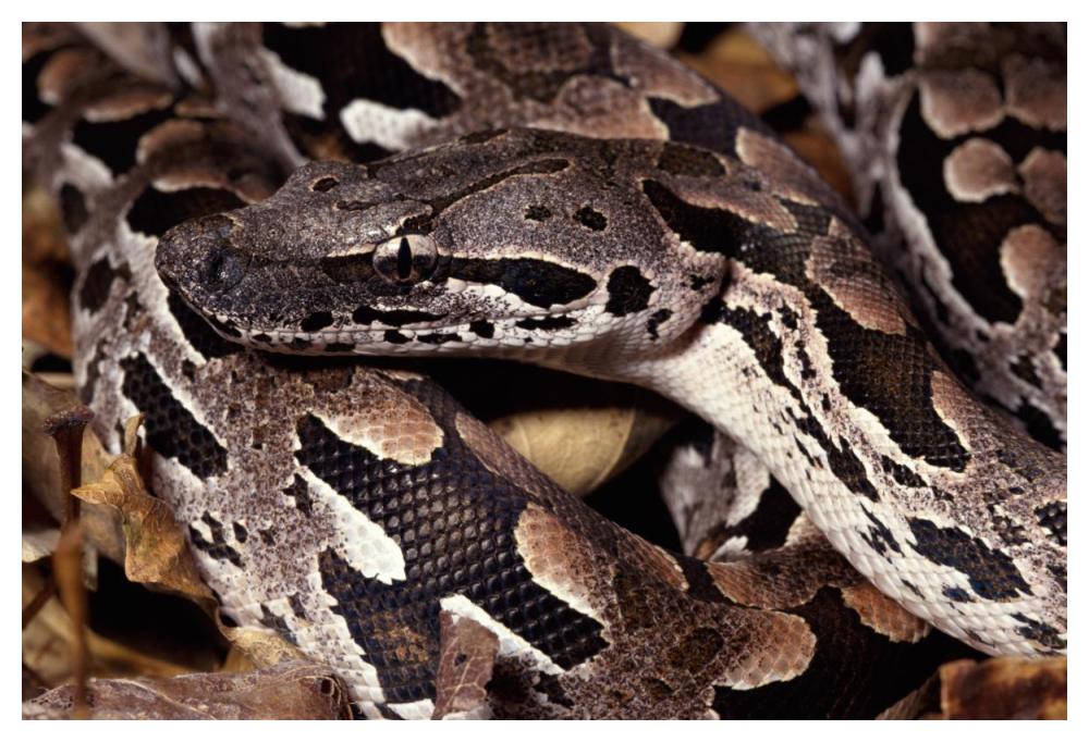Madagascar Ground Boa Madagascar-Paper Art-50"x34"