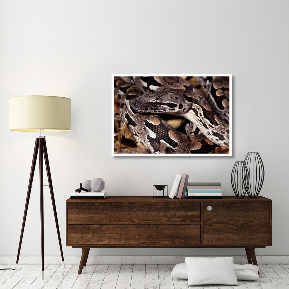 Madagascar Ground Boa Madagascar-Paper Art-50&quotx34"