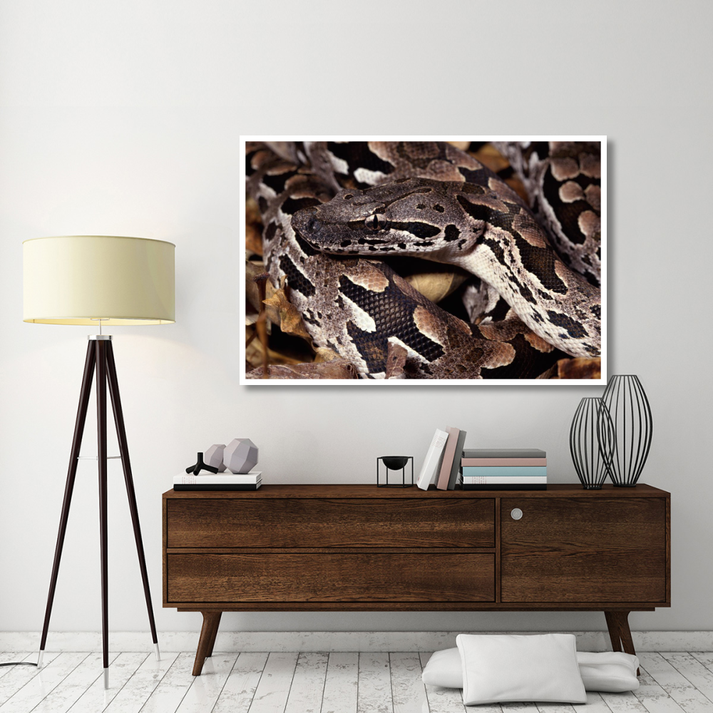 Madagascar Ground Boa Madagascar-Paper Art-62&quotx42"