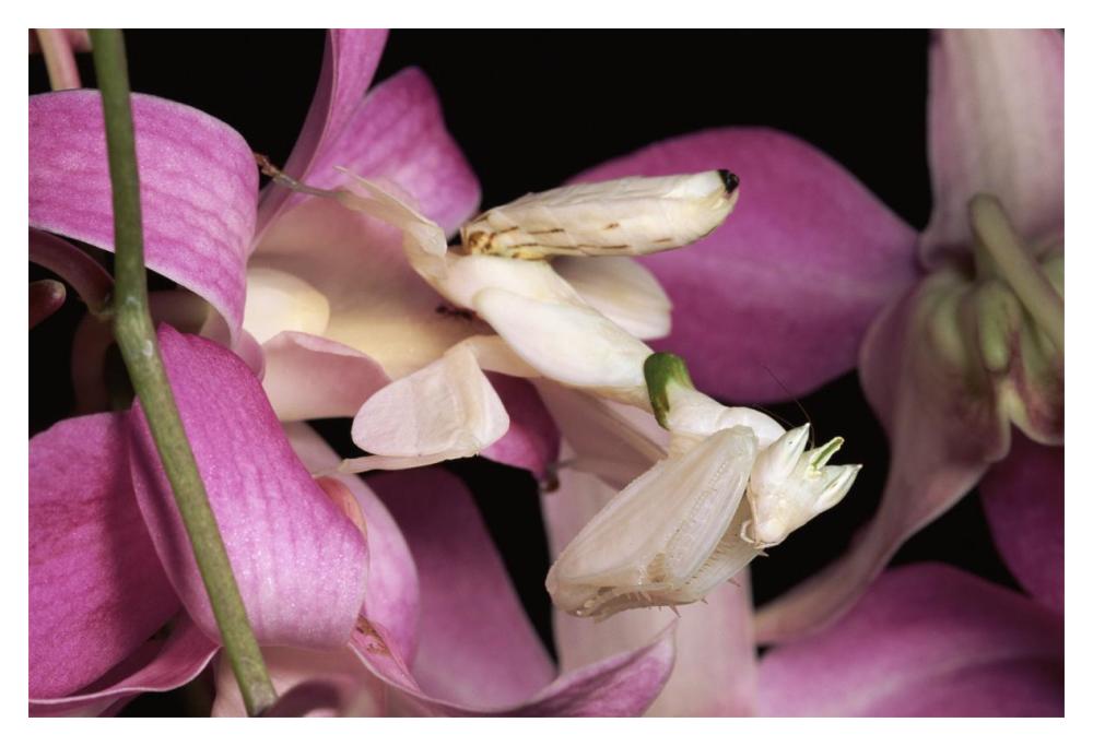 Orchid Mantis and orchid flower, Malaysia-Paper Art-20"x14"