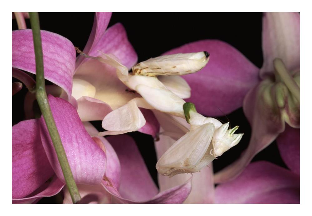 Orchid Mantis and orchid flower, Malaysia-Paper Art-26"x18"