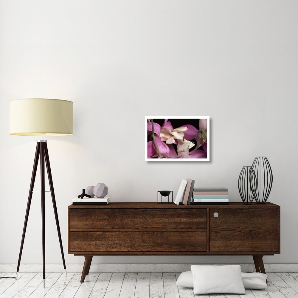 Orchid Mantis and orchid flower, Malaysia-Paper Art-26&quotx18"