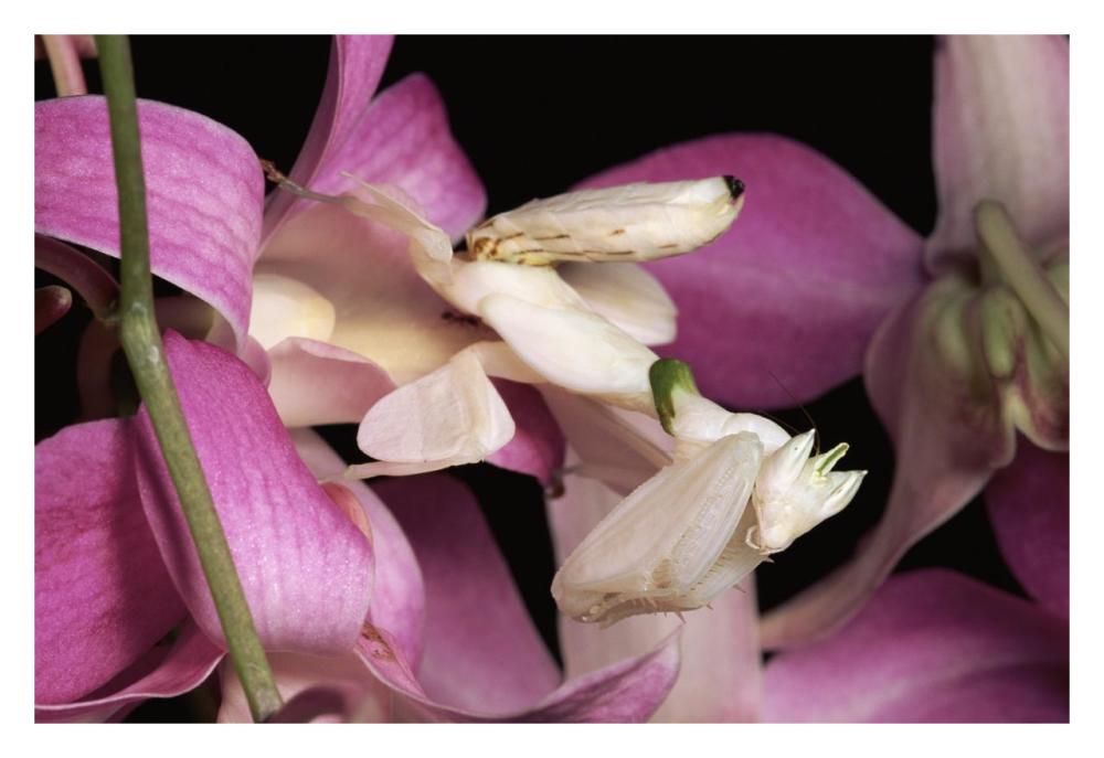 Orchid Mantis and orchid flower, Malaysia-Paper Art-32"x22"