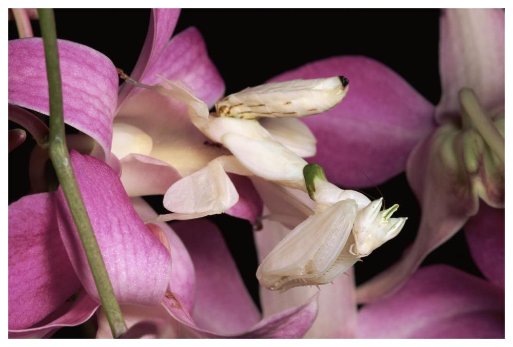 Orchid Mantis and orchid flower, Malaysia-Paper Art-62"x42"