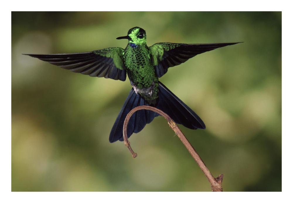 Green-crowned Brilliant male, cloud forest, Costa Rica-Paper Art-26"x18"