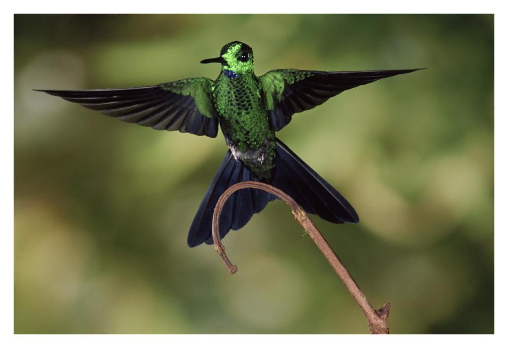 Green-crowned Brilliant male, cloud forest, Costa Rica-Paper Art-38"x26"
