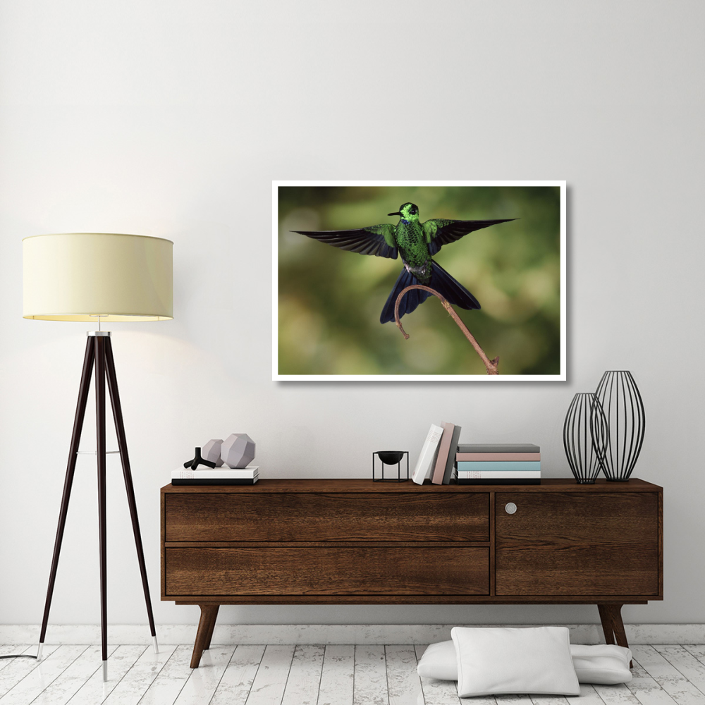Green-crowned Brilliant male, cloud forest, Costa Rica-Paper Art-50&quotx34"