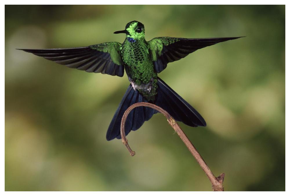 Green-crowned Brilliant male, cloud forest, Costa Rica-Paper Art-62"x42"