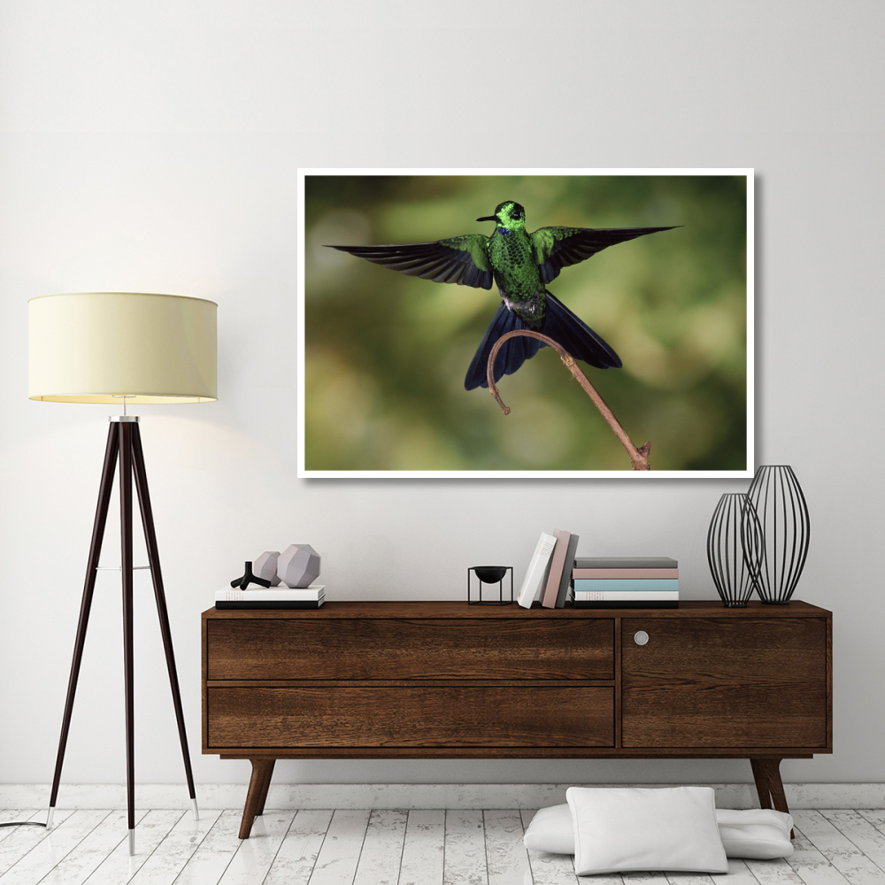 Green-crowned Brilliant male, cloud forest, Costa Rica-Paper Art-62&quotx42"
