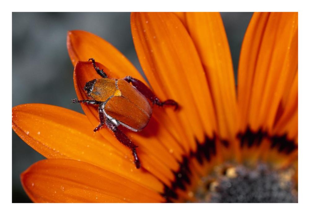 Scarab Beetle on a Guzmania flower, Damaraland, Namibia-Paper Art-26"x18"