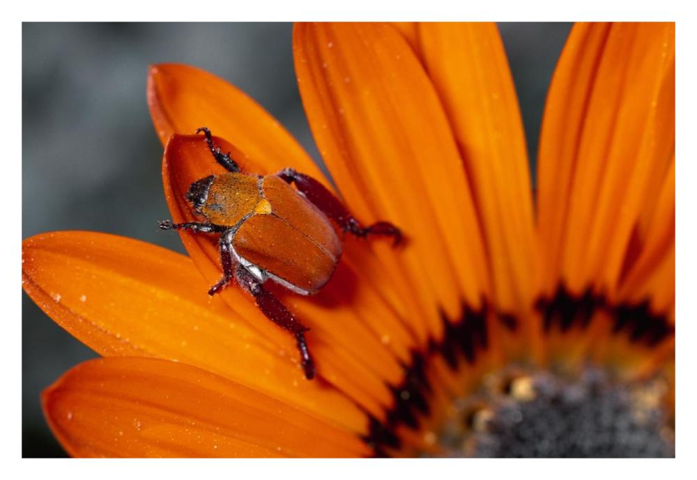 Scarab Beetle on a Guzmania flower, Damaraland, Namibia-Paper Art-32"x22"