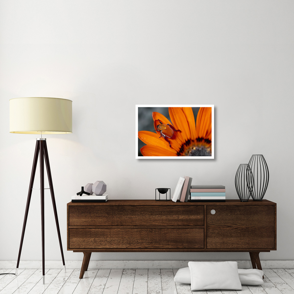 Scarab Beetle on a Guzmania flower, Damaraland, Namibia-Paper Art-32&quotx22"