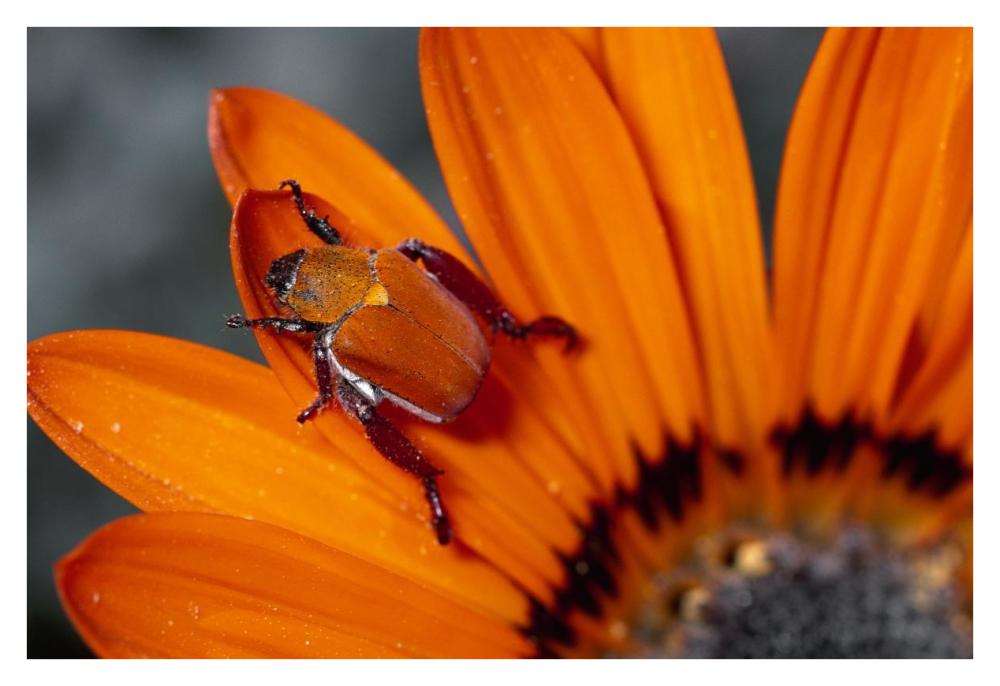 Scarab Beetle on a Guzmania flower, Damaraland, Namibia-Paper Art-38"x26"