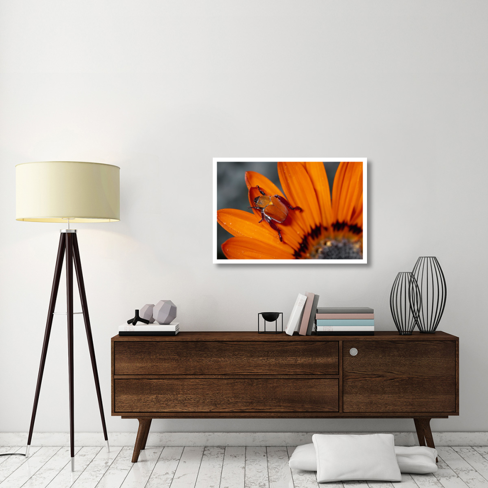Scarab Beetle on a Guzmania flower, Damaraland, Namibia-Paper Art-38&quotx26"