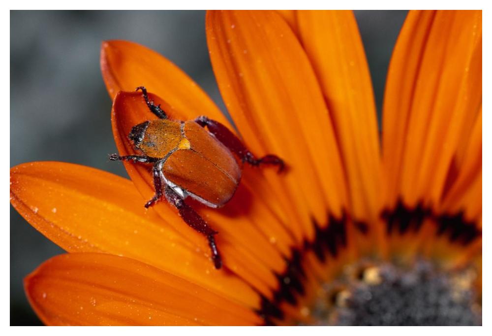 Scarab Beetle on a Guzmania flower, Damaraland, Namibia-Paper Art-50"x34"