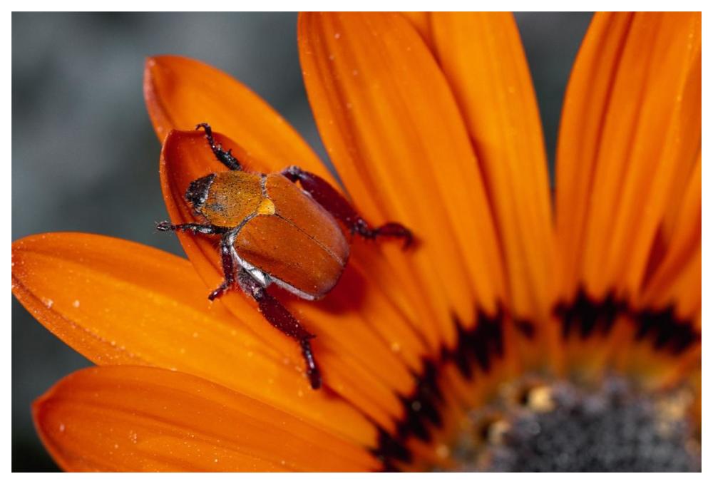 Scarab Beetle on a Guzmania flower, Damaraland, Namibia-Paper Art-62"x42"