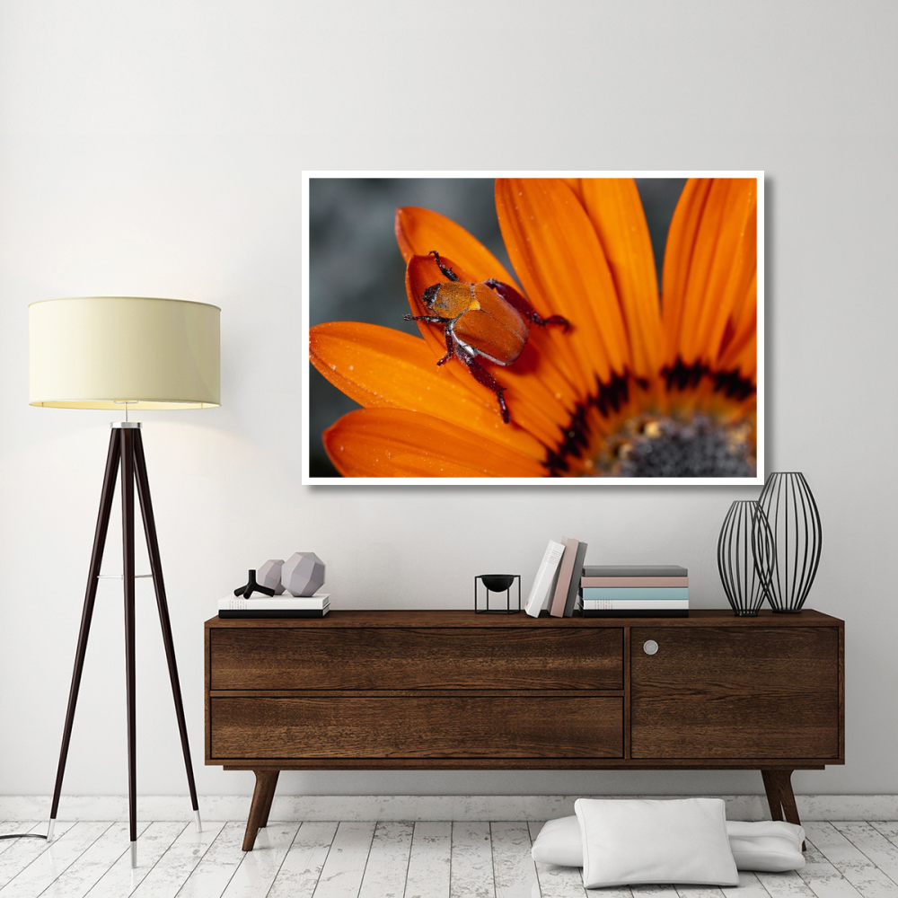 Scarab Beetle on a Guzmania flower, Damaraland, Namibia-Paper Art-62&quotx42"