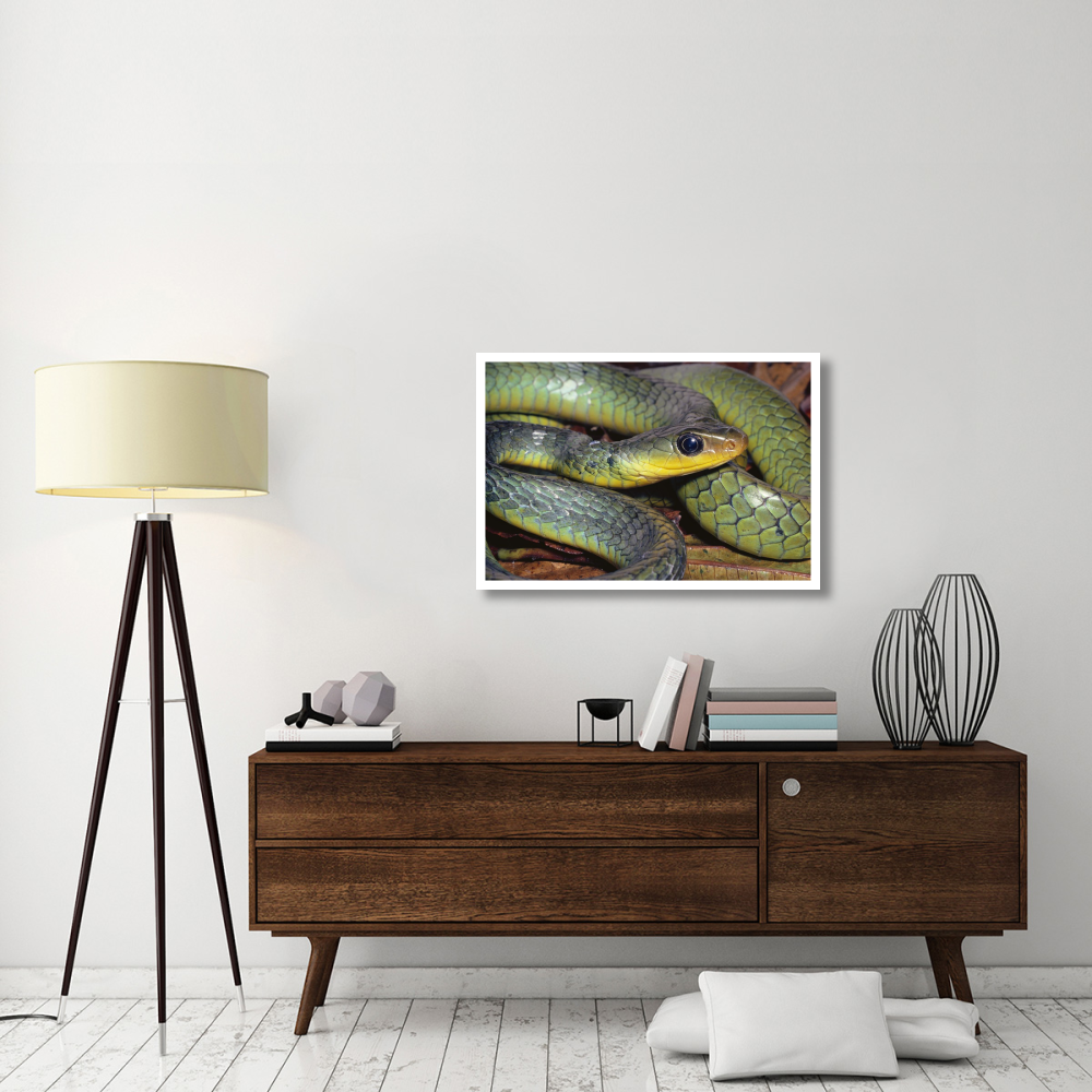 Green Racer close-up, cloud forest ecosystem, Costa Rica-Paper Art-38&quotx26"