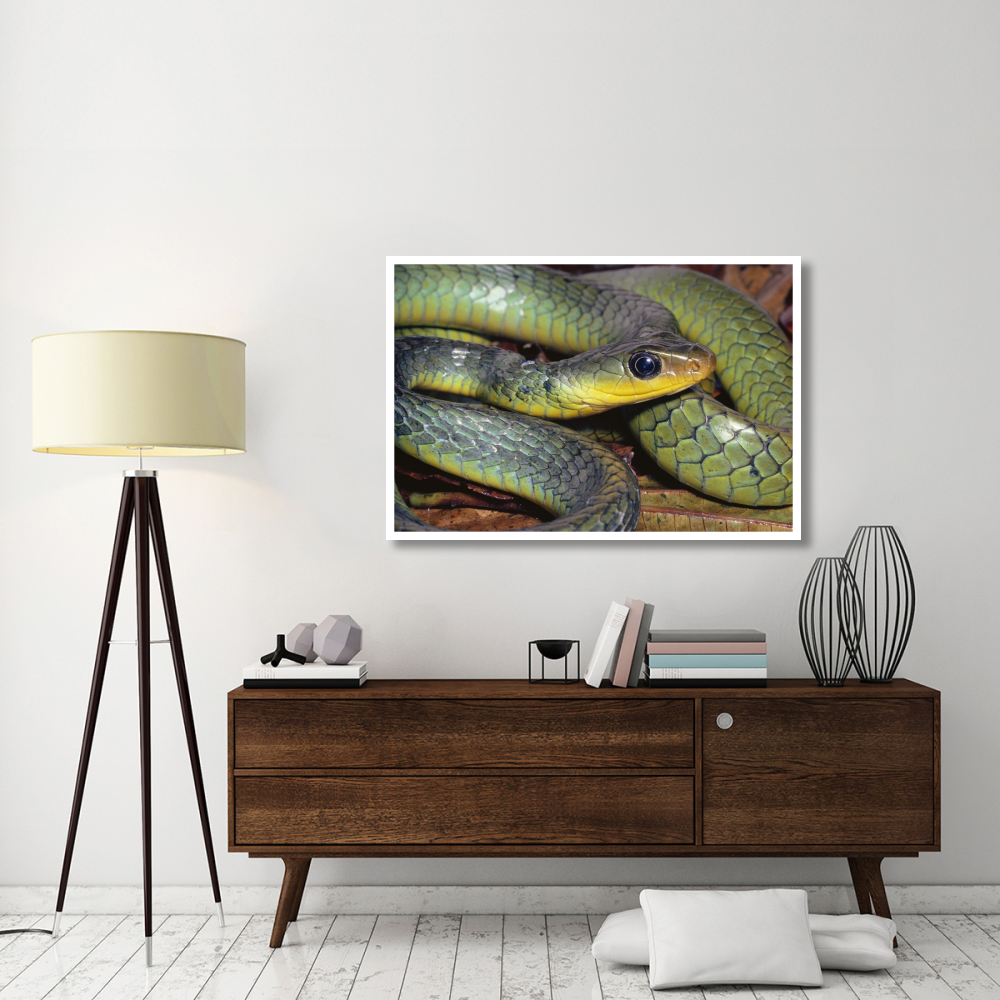 Green Racer close-up, cloud forest ecosystem, Costa Rica-Paper Art-50&quotx34"