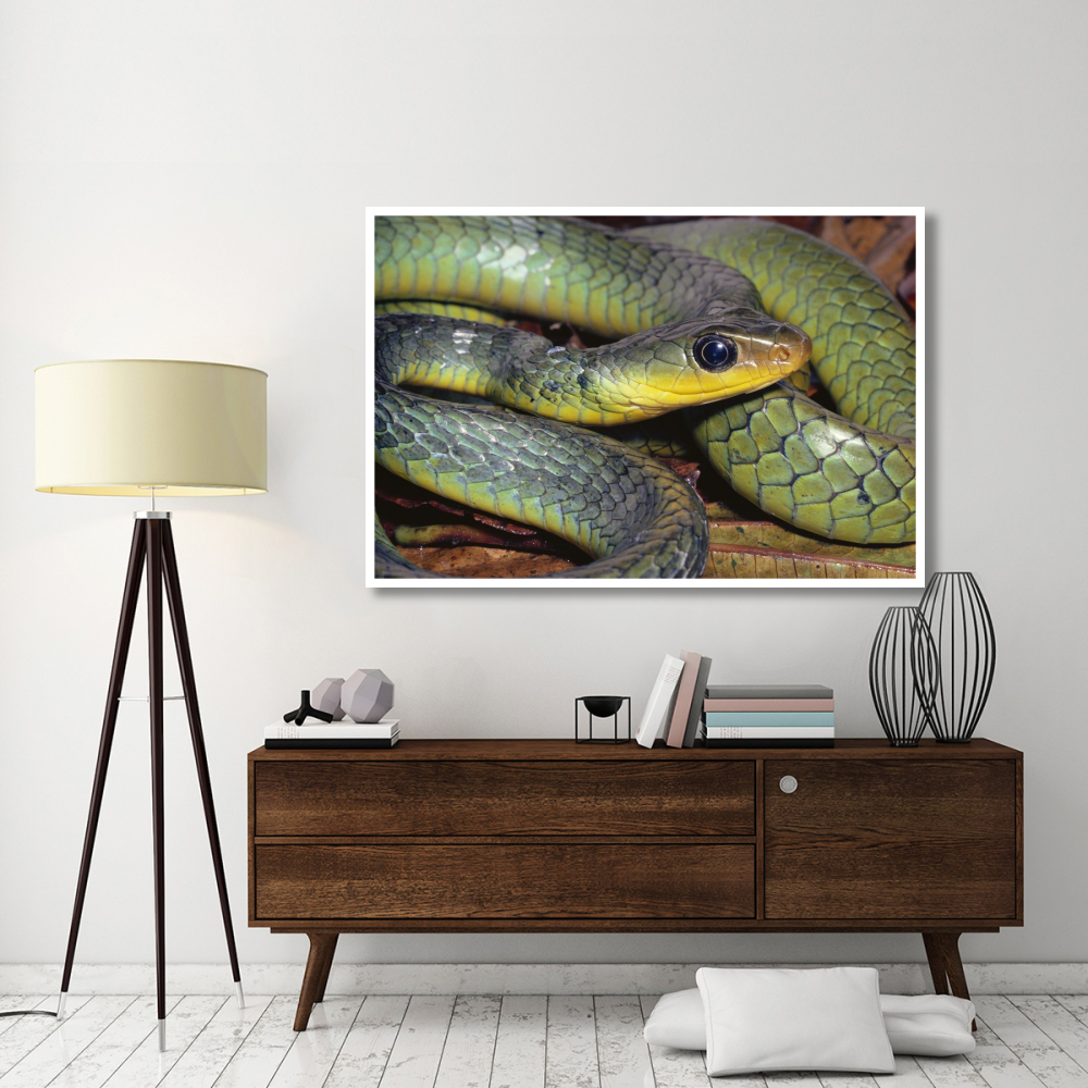 Green Racer close-up, cloud forest ecosystem, Costa Rica-Paper Art-62&quotx42"