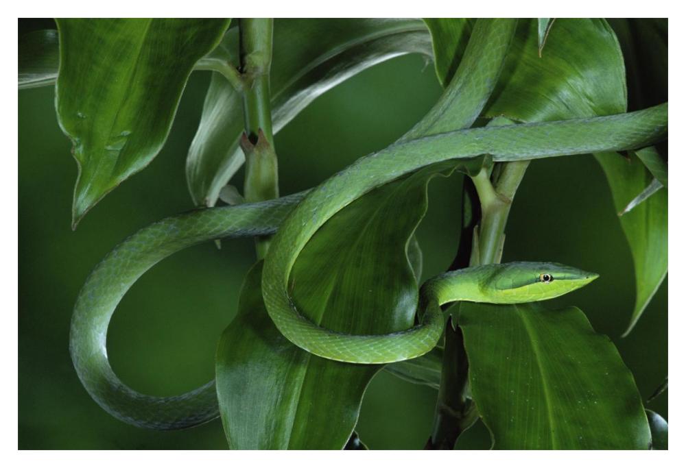 Green Vine Snake camouflaged among rainforest leaves, Costa Rica-Paper Art-20"x14"