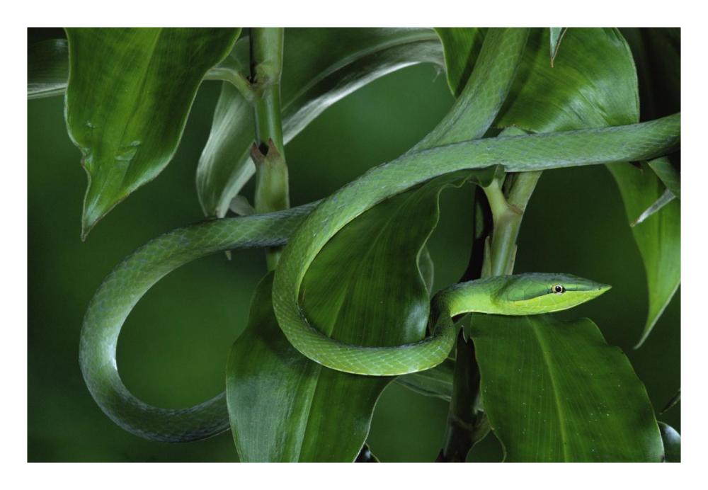 Green Vine Snake camouflaged among rainforest leaves, Costa Rica-Paper Art-26"x18"