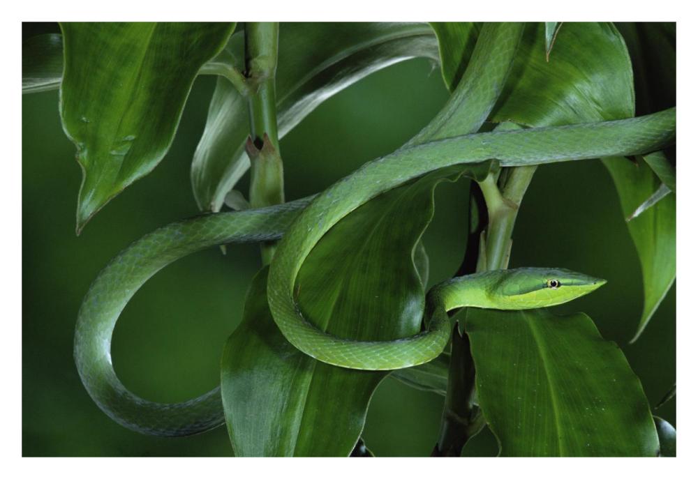 Green Vine Snake camouflaged among rainforest leaves, Costa Rica-Paper Art-32"x22"