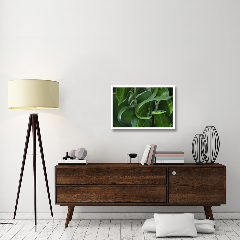 Green Vine Snake camouflaged among rainforest leaves, Costa Rica-Paper Art-32&quotx22"