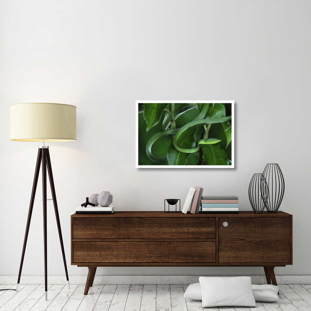 Green Vine Snake camouflaged among rainforest leaves, Costa Rica-Paper Art-38&quotx26"