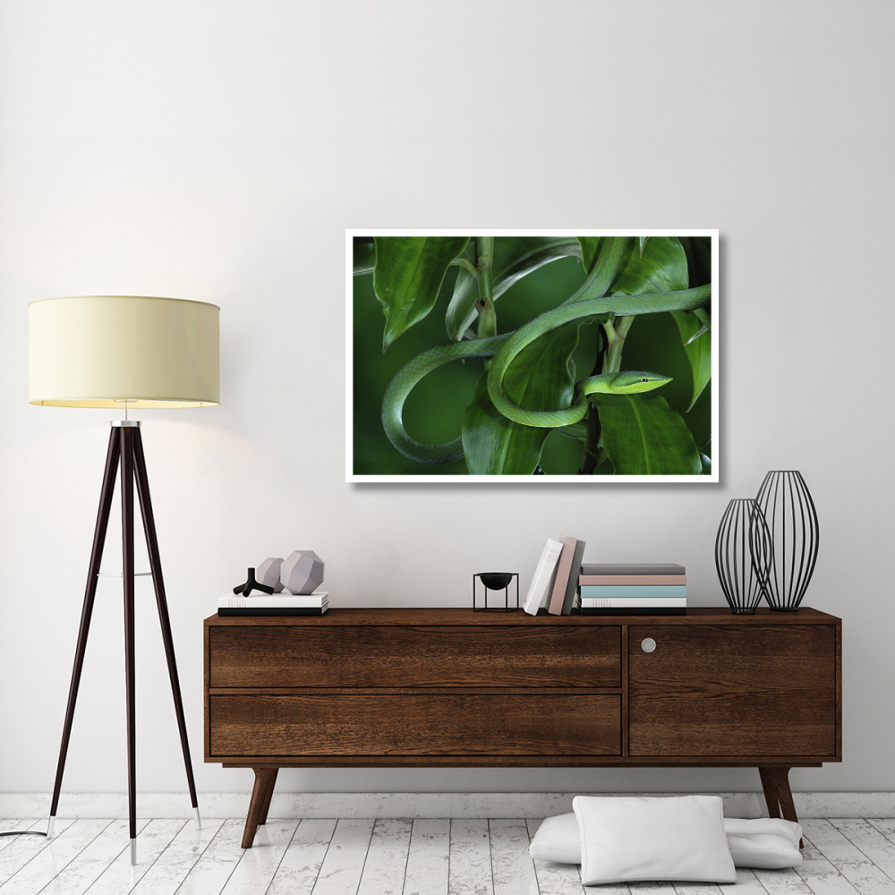 Green Vine Snake camouflaged among rainforest leaves, Costa Rica-Paper Art-50&quotx34"