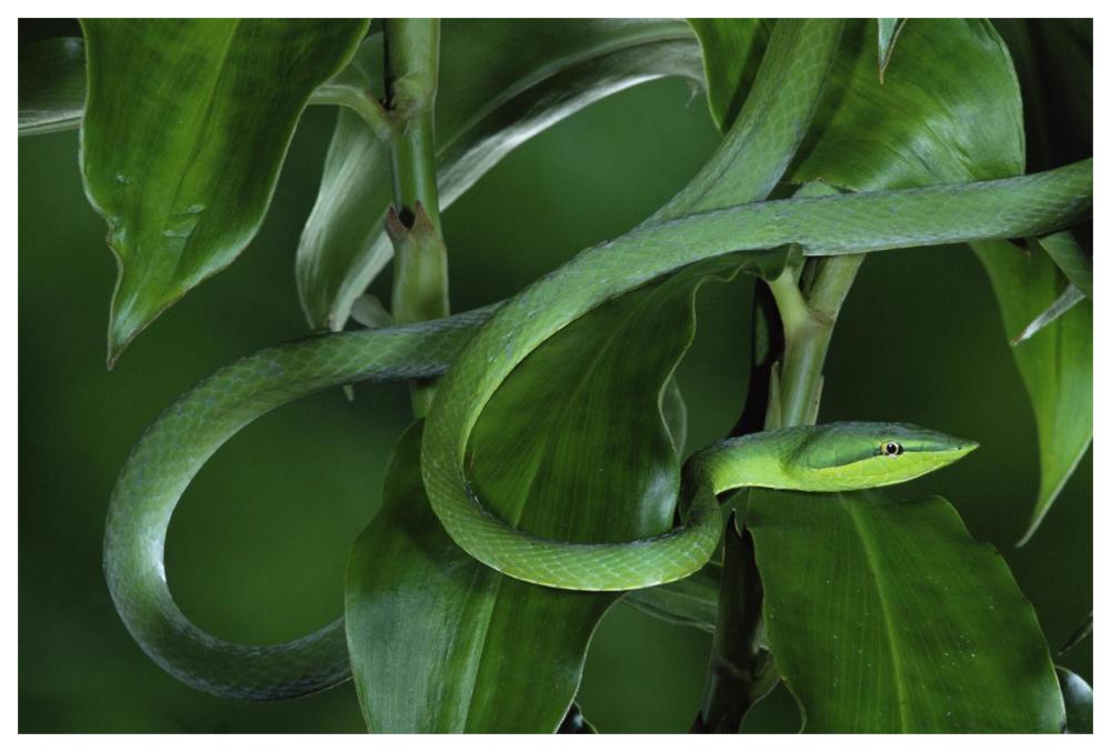 Green Vine Snake camouflaged among rainforest leaves, Costa Rica-Paper Art-62"x42"