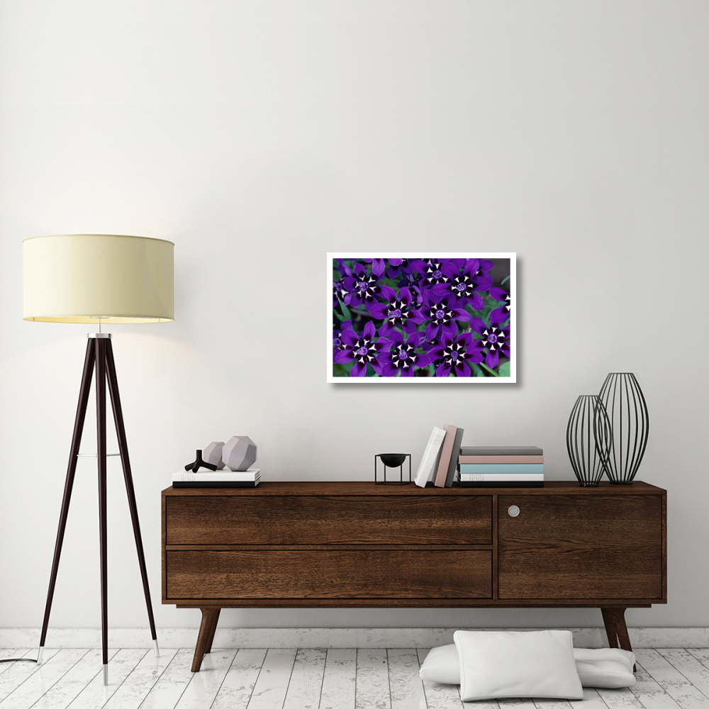 Painted Petal spring flower, Nieuwoudtville Reserve, South Africa-Paper Art-32&quotx22"