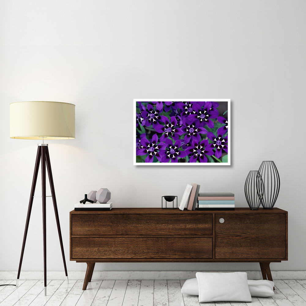 Painted Petal spring flower, Nieuwoudtville Reserve, South Africa-Paper Art-38&quotx26"
