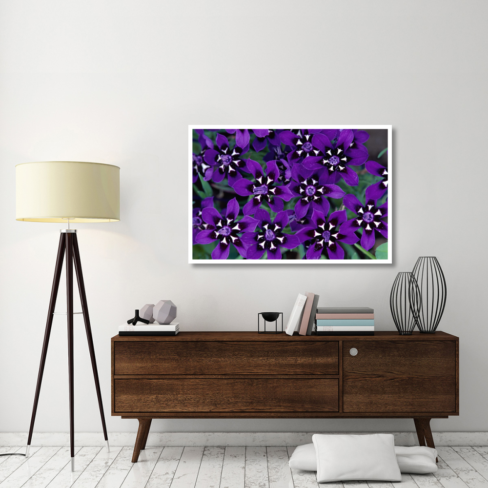 Painted Petal spring flower, Nieuwoudtville Reserve, South Africa-Paper Art-50&quotx34"