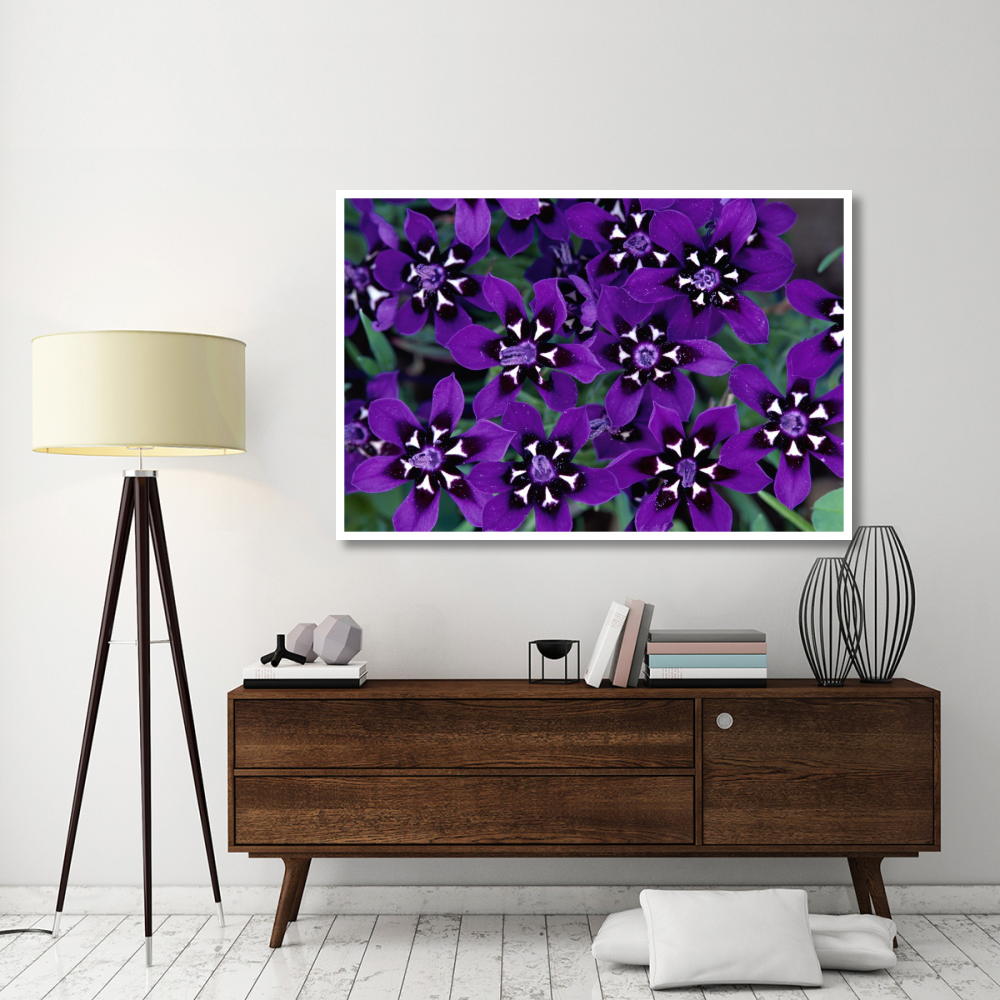 Painted Petal spring flower, Nieuwoudtville Reserve, South Africa-Paper Art-62&quotx42"