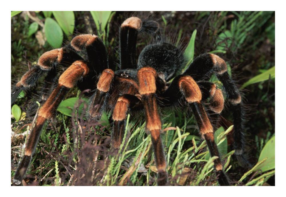 Red-kneed Tarantula close-up in vegetation, cloud forest, Costa Rica-Paper Art-26"x18"