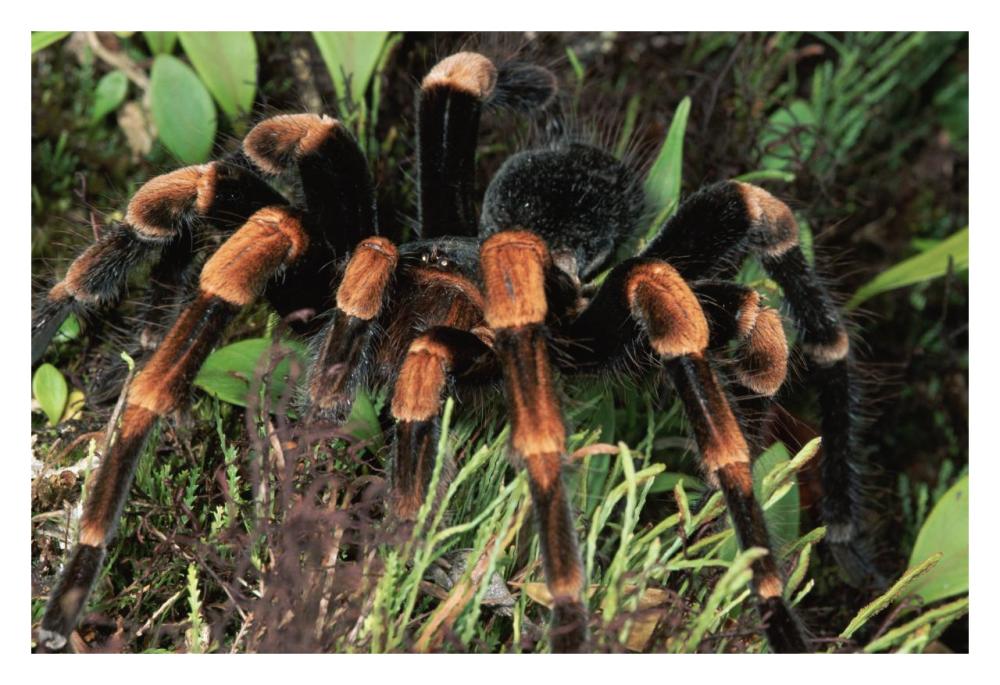 Red-kneed Tarantula close-up in vegetation, cloud forest, Costa Rica-Paper Art-32"x22"
