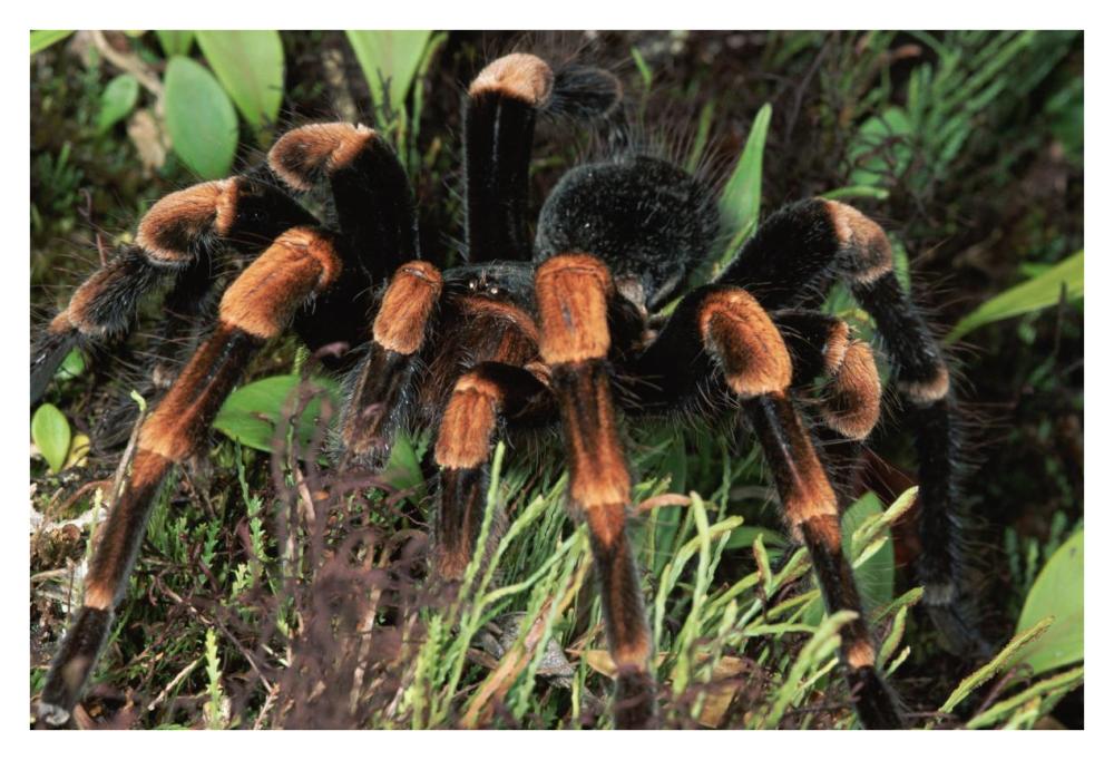 Red-kneed Tarantula close-up in vegetation, cloud forest, Costa Rica-Paper Art-38"x26"