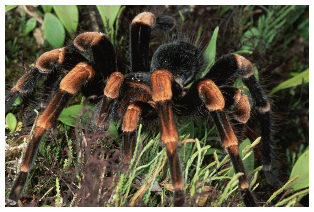 Red-kneed Tarantula close-up in vegetation, cloud forest, Costa Rica-Paper Art-62"x42"