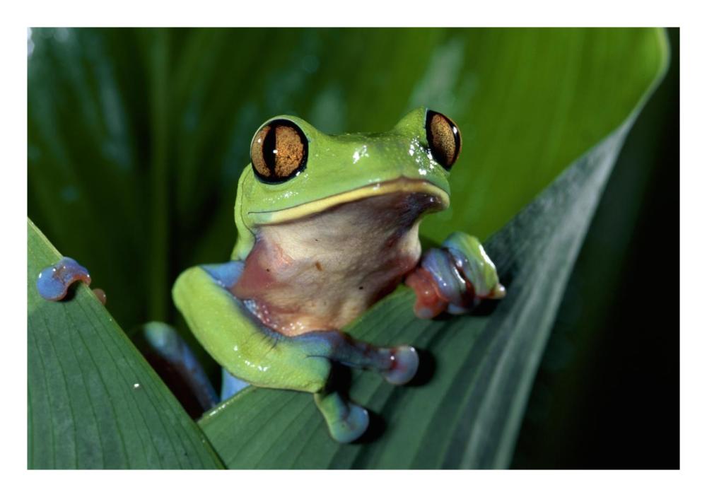 Blue-sided Leaf Frog hanging on leaf, close-up, cloud forest, Costa Rica-Paper Art-26"x18"