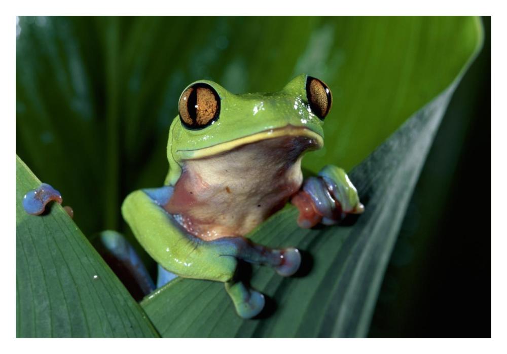 Blue-sided Leaf Frog hanging on leaf, close-up, cloud forest, Costa Rica-Paper Art-32"x22"