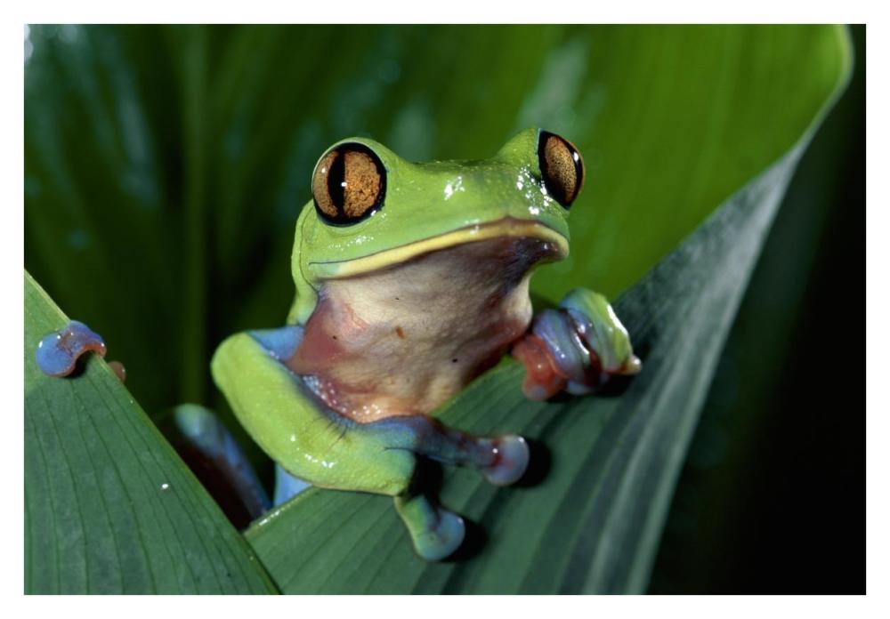 Blue-sided Leaf Frog hanging on leaf, close-up, cloud forest, Costa Rica-Paper Art-38"x26"