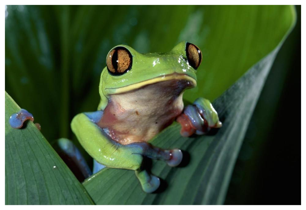 Blue-sided Leaf Frog hanging on leaf, close-up, cloud forest, Costa Rica-Paper Art-62"x42"