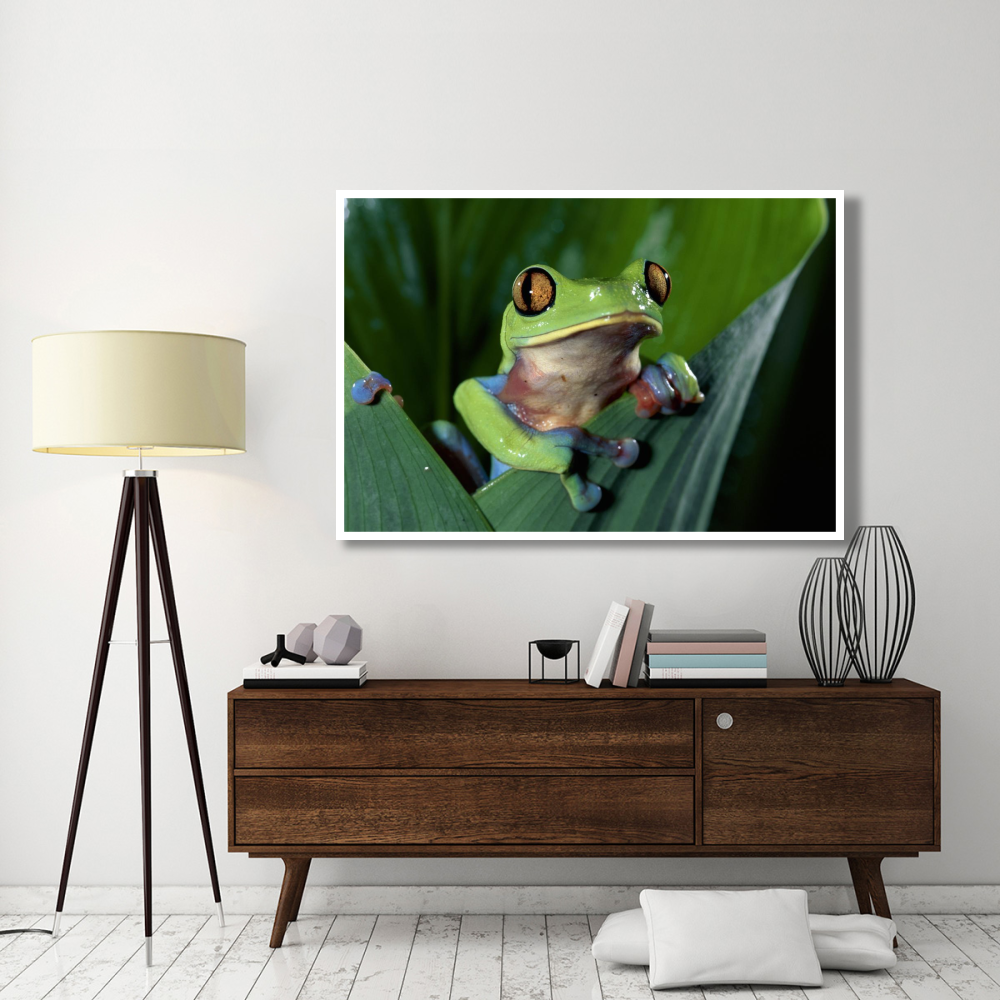 Blue-sided Leaf Frog hanging on leaf, close-up, cloud forest, Costa Rica-Paper Art-62&quotx42"