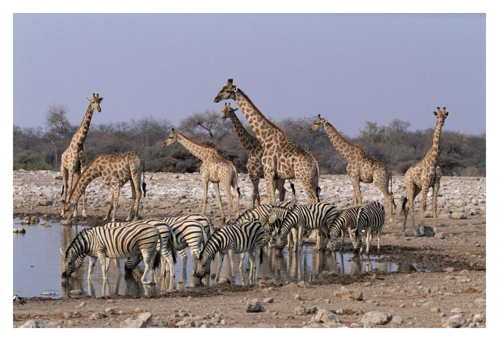 Burchell's Zebra and Giraffe at waterhole, Etosha National Park, Namibia-Paper Art-20"x14"