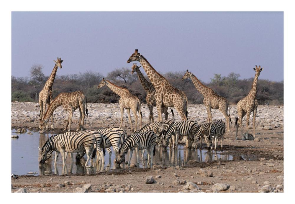Burchell's Zebra and Giraffe at waterhole, Etosha National Park, Namibia-Paper Art-26"x18"