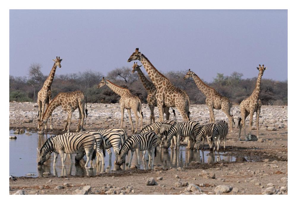 Burchell's Zebra and Giraffe at waterhole, Etosha National Park, Namibia-Paper Art-32"x22"