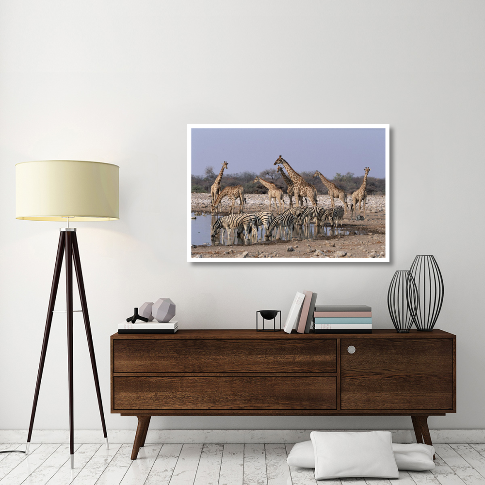 Burchell's Zebra and Giraffe at waterhole, Etosha National Park, Namibia-Paper Art-50&quotx34"