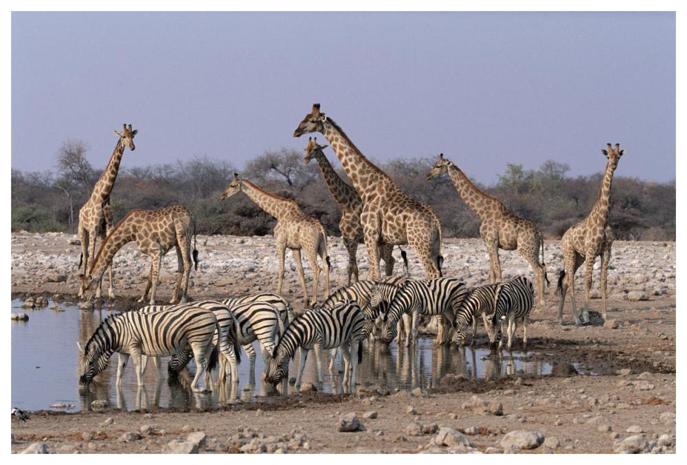 Burchell's Zebra and Giraffe at waterhole, Etosha National Park, Namibia-Paper Art-62"x42"